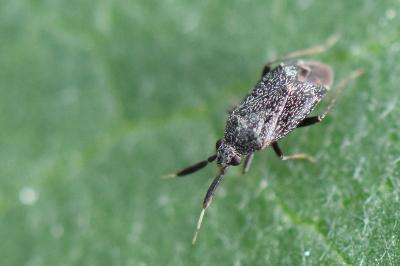 <i>Atractotomus</i>