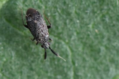<i>Atractotomus</i>