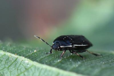 <i>Adomerus maculipes</i>
