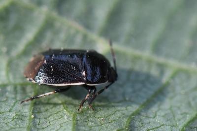 <i>Adomerus maculipes</i>