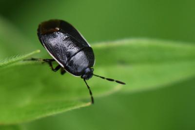 <i>Adomerus maculipes</i>