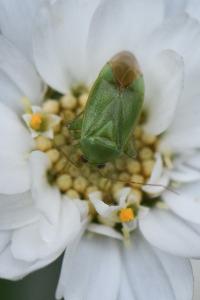 <i>Apolygus spinolae</i>