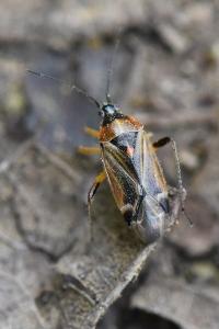 <i>Harpocera thoracica</i>