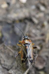 <i>Harpocera thoracica</i>