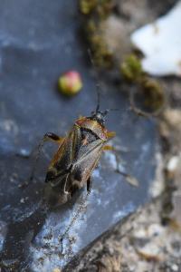 <i>Harpocera thoracica</i>