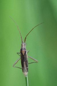 <i>Stenodema laevigata</i>