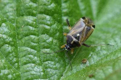 <i>Harpocera thoracica</i>