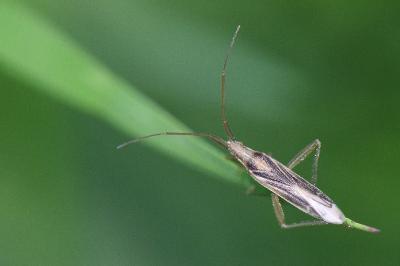 <i>Stenodema laevigata</i>