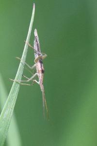 <i>Stenodema laevigata</i>