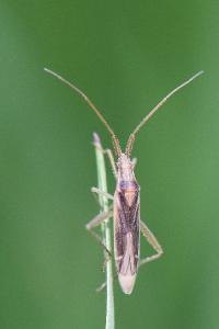 <i>Stenodema laevigata</i>