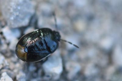 <i>Legnotus limbosus</i>