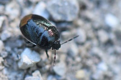 <i>Legnotus limbosus</i>