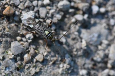 <i>Rhabdomiris striatellus</i>