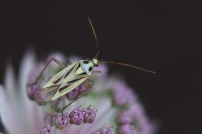 <i>Stenotus binotatus</i>