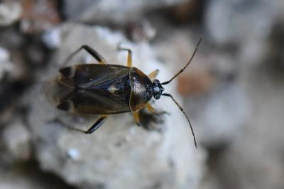 <i>Harpocera thoracica</i>