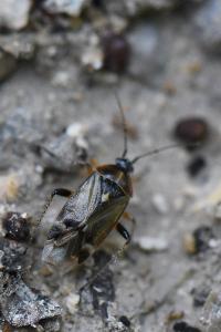 <i>Harpocera thoracica</i>