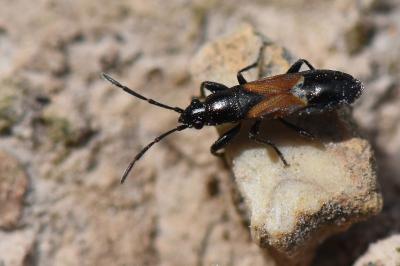 <i>Pterotmetus staphyliniformis</i>