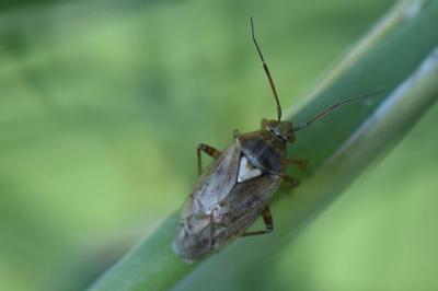 <i>Lygus rugulipennis</i>