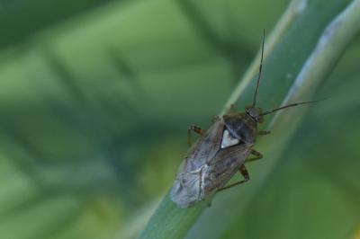 <i>Lygus rugulipennis</i>