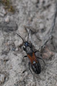 <i>Pterotmetus staphyliniformis</i>