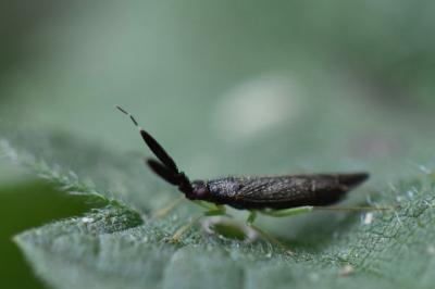 <i>Heterotoma planicornis</i>
