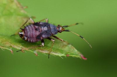 <i>Deraeocoris ruber</i>