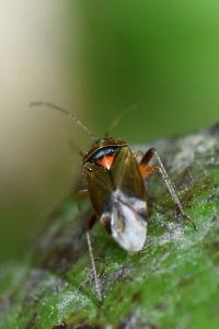 <i>Harpocera thoracica</i>