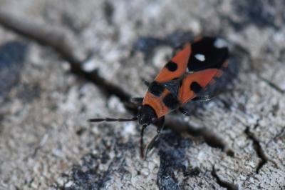 <i>Horvathiolus superbus</i>