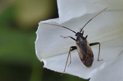 <i>Adelphocoris seticornis</i>