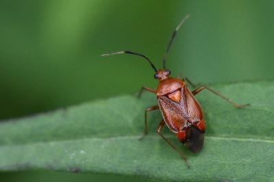 <i>Deraeocoris ruber</i>