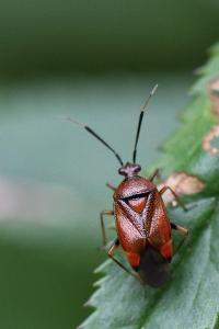 <i>Deraeocoris ruber</i>