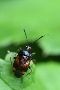 <i>Deraeocoris ruber</i>