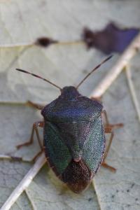 <i>Palomena prasina</i>