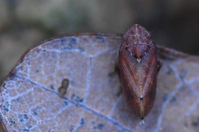 <i>Tettigometra impressopunctata</i>