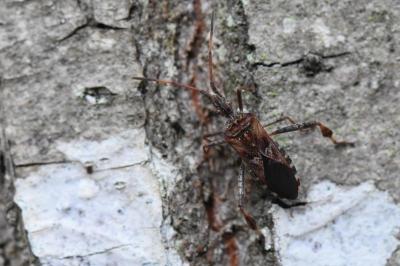 <i>Leptoglossus occidentalis</i>