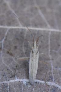 <i>Stenodema laevigata</i>