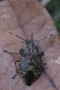 <i>Troilus luridus</i>
