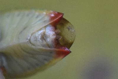 <i>Elasmostethus interstinctus</i>