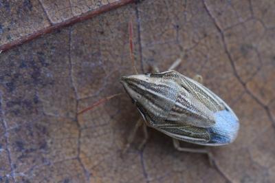 <i>Aelia acuminata</i>