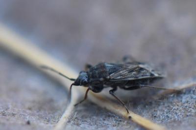 <i>Peritrechus gracilicornis</i>