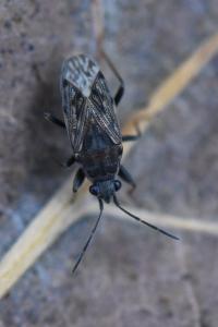 <i>Peritrechus gracilicornis</i>