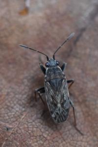 <i>Peritrechus gracilicornis</i>