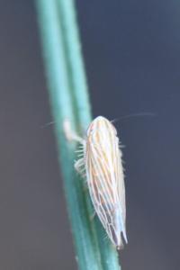 <i>Mocydia crocea</i>