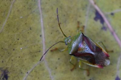 <i>Elasmostethus interstinctus</i>