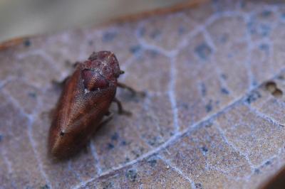 <i>Tettigometra impressopunctata</i>