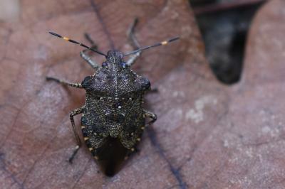 <i>Troilus luridus</i>