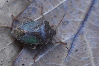 <i>Palomena prasina</i>