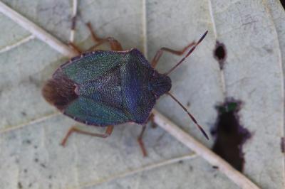 <i>Palomena prasina</i>