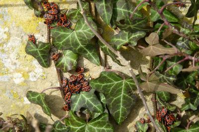 <i>Pyrrhocoris apterus</i>
