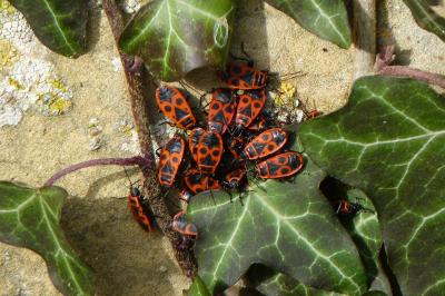 <i>Pyrrhocoris apterus</i>